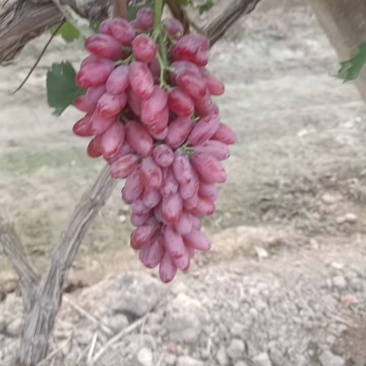 克伦生葡萄，澳洲无核，阳光玫瑰葡，浪漫红颜，妮娜皇后葡萄
