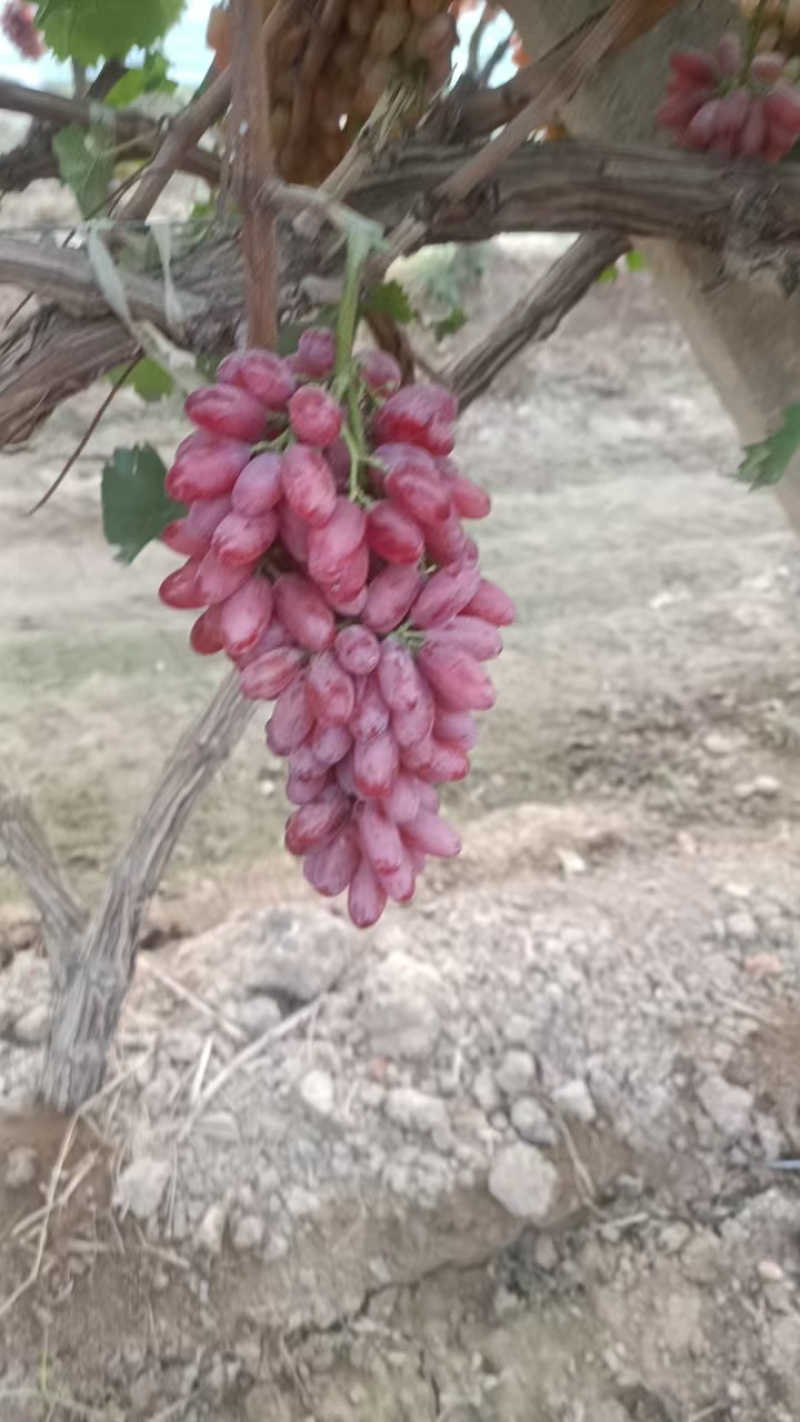 克伦生葡萄，澳洲无核，阳光玫瑰葡，浪漫红颜，妮娜皇后葡萄