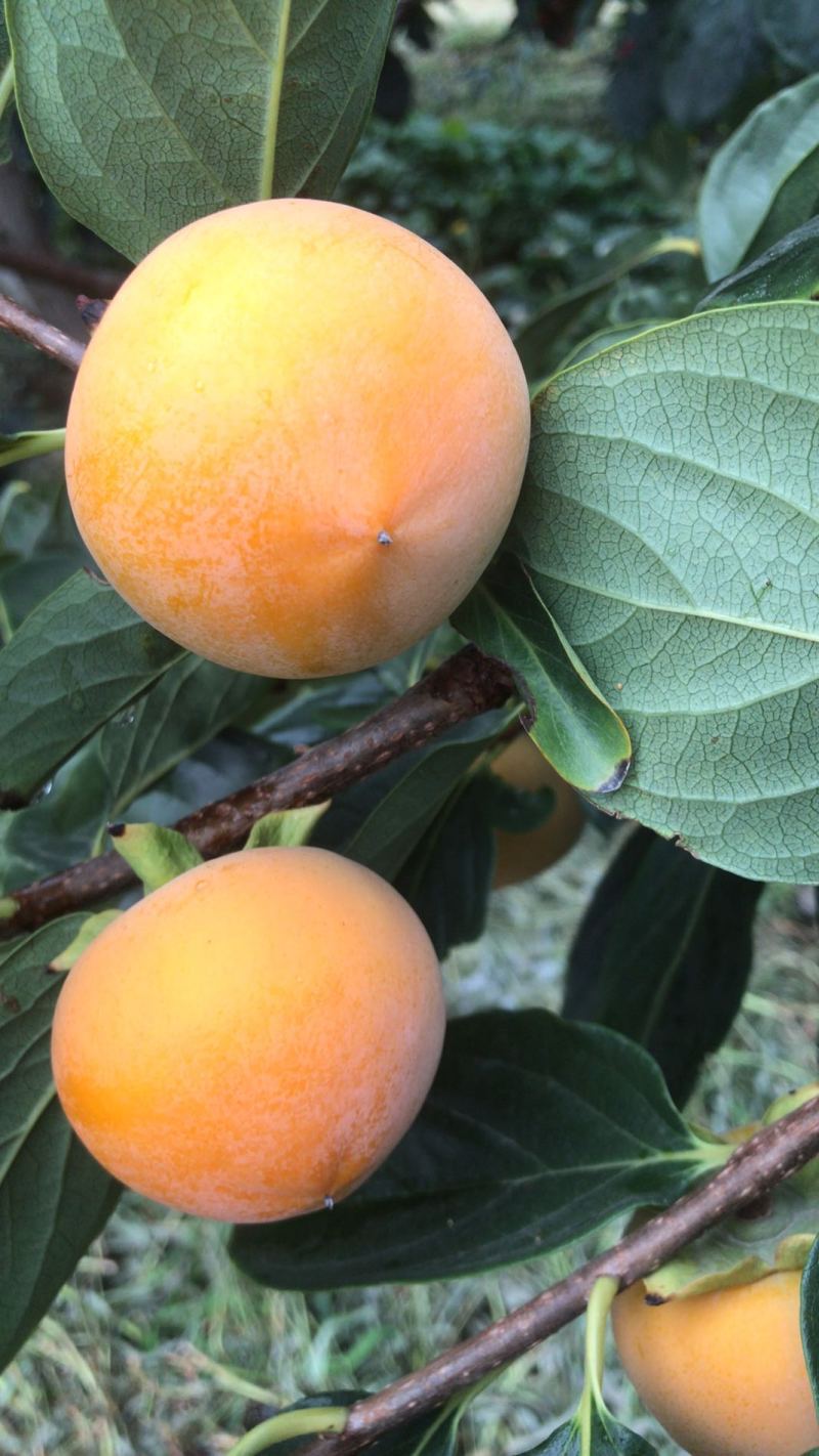 火葫芦柿子，果面干净，规格大，红度好，货源充足，价格便宜