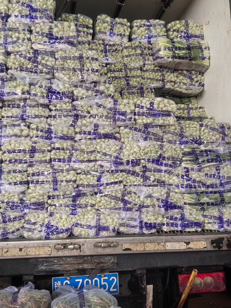 常年大量供应精品上海青直供全国各大商超加工厂