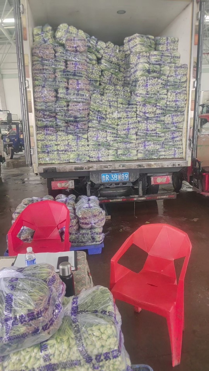 常年大量供应精品上海青直供全国各大商超加工厂