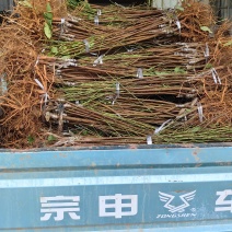 中油34油挑苗早熟黄肉浓甜个大丰产