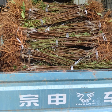 中油34油挑苗早熟黄肉浓甜个大丰产
