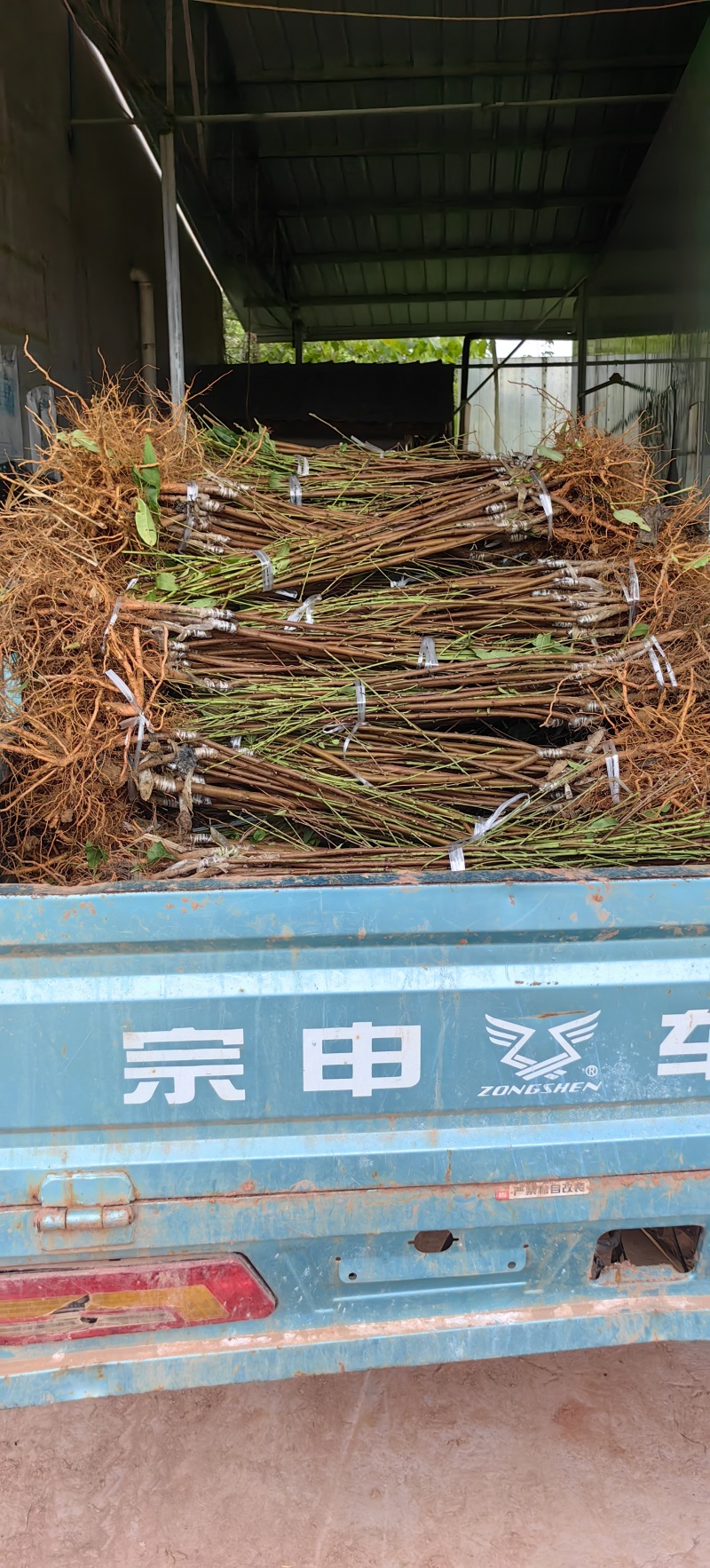 中油34油挑苗早熟黄肉浓甜个大丰产