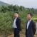 中油34油挑苗早熟黄肉浓甜个大丰产