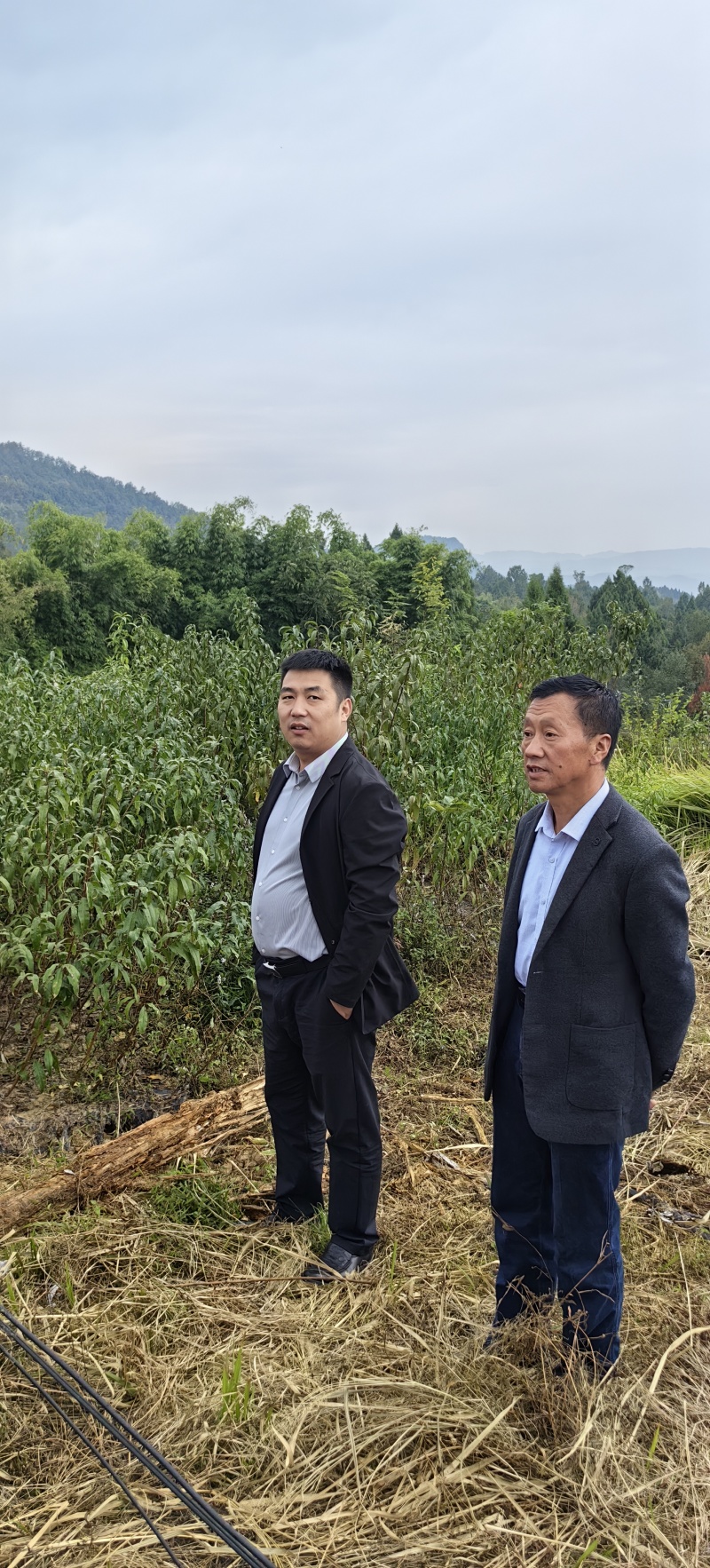 中油34油挑苗早熟黄肉浓甜个大丰产