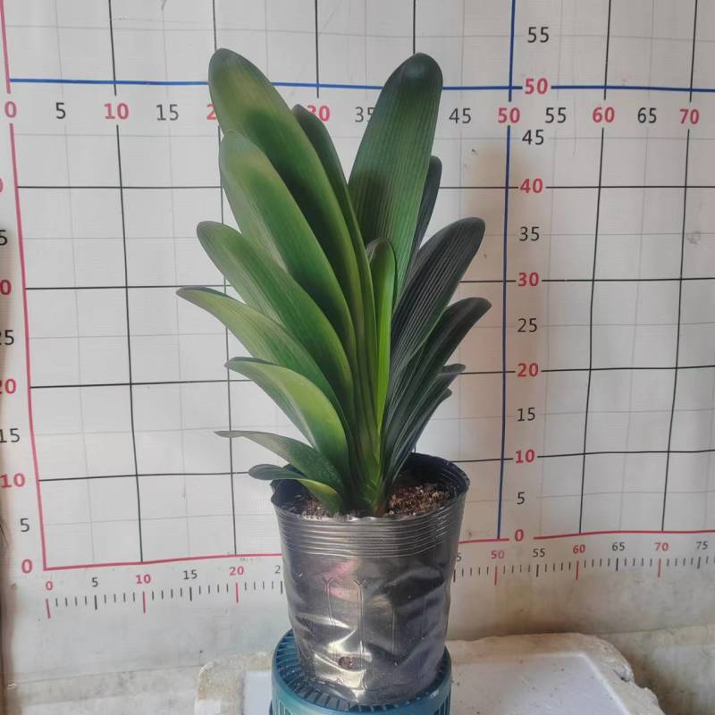 君子兰18杯盆栽绿植花卉