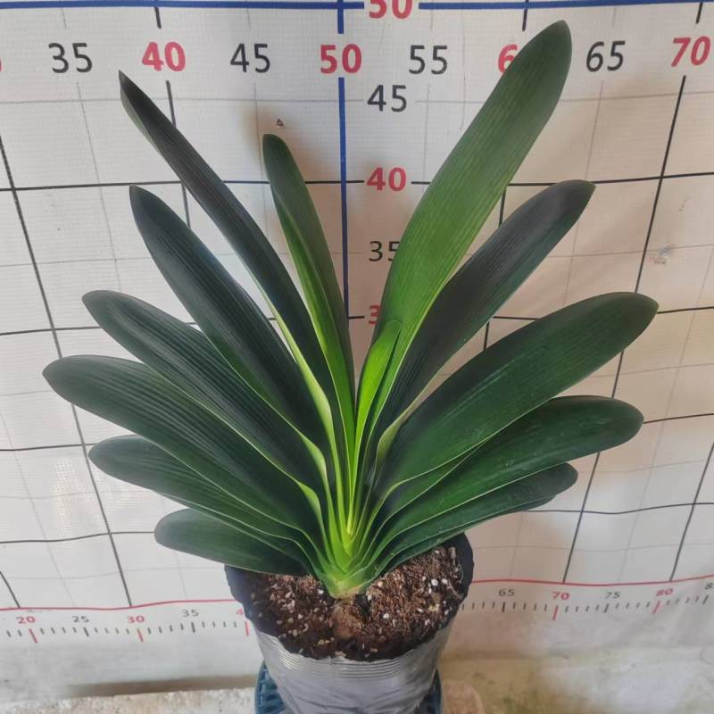 君子兰18杯盆栽绿植花卉