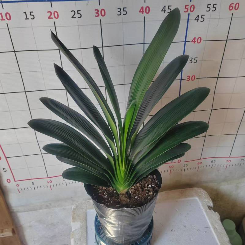 君子兰18杯盆栽绿植花卉