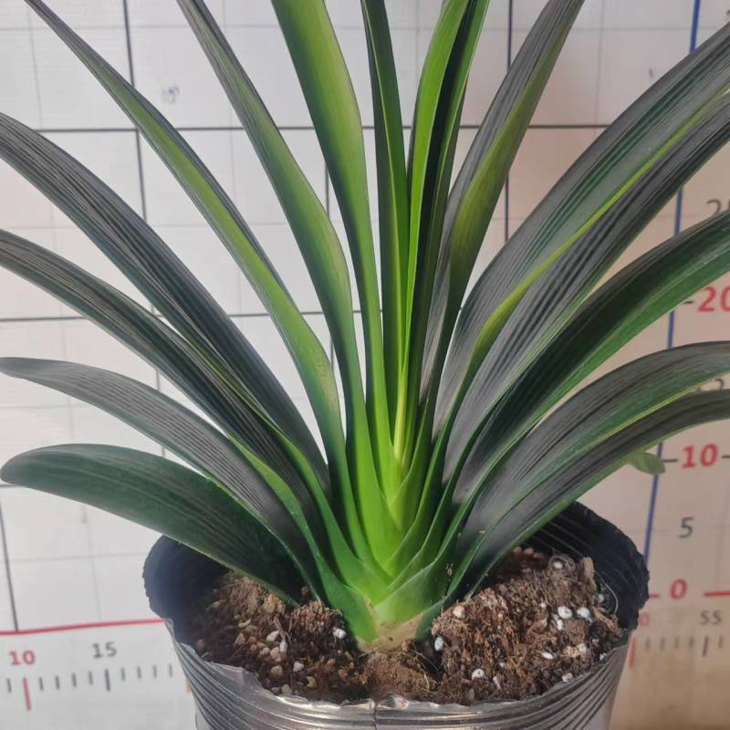 君子兰18杯盆栽绿植花卉