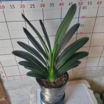 君子兰18杯盆栽绿植花卉