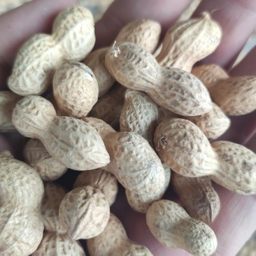 木柴炒花生干炒原味花生支持电商一件代发