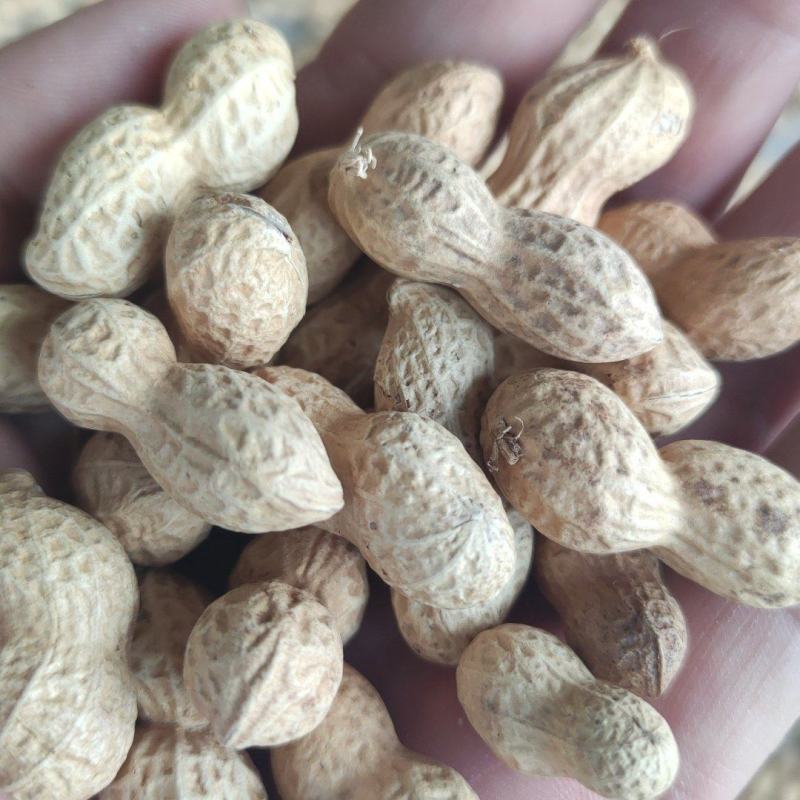 木柴炒花生干炒原味花生支持电商一件代发