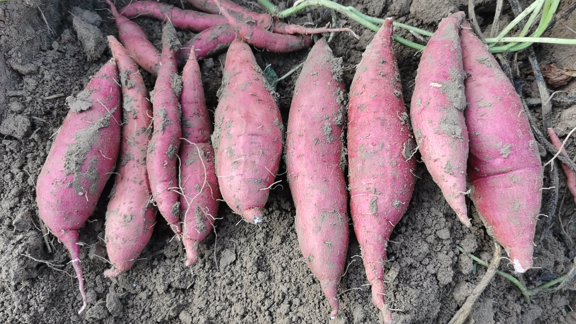 展示完好红薯与冻坏红薯的对比情况 完好与冻坏红薯对比图