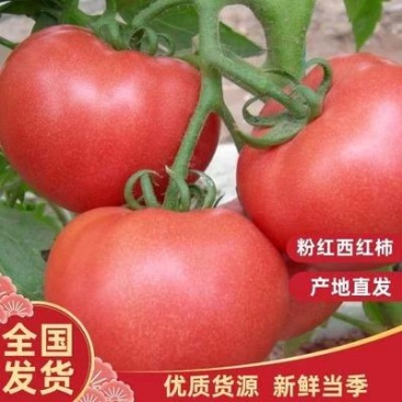 山东硬粉西红柿大量供应，新鲜采摘量大从优一手货源诚信经营