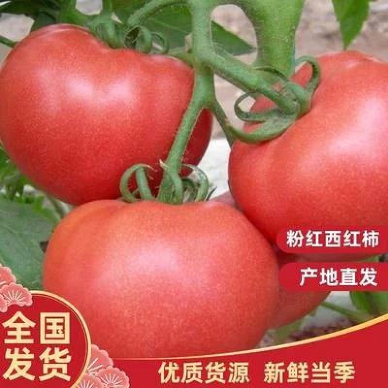 山东硬粉西红柿产地，果型好，硬度高，一手货源，可视频验货