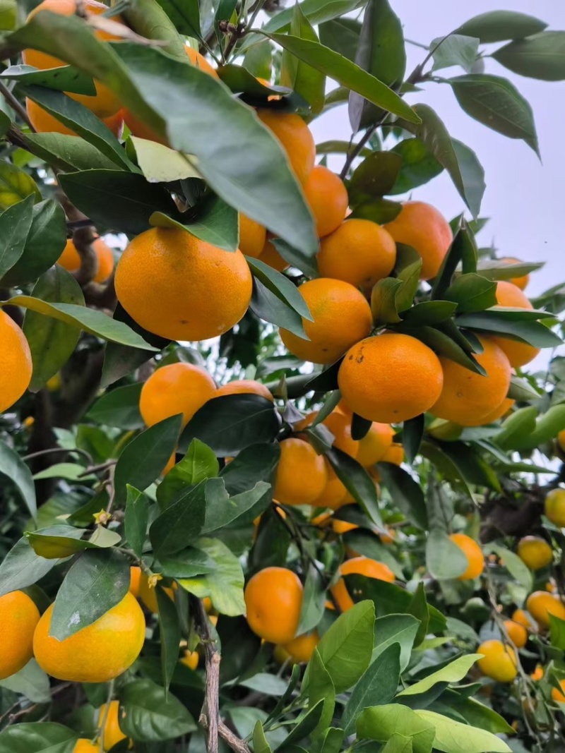 【速发】湖北普早蜜橘柑橘鲜果直采精品好货对接批发电商