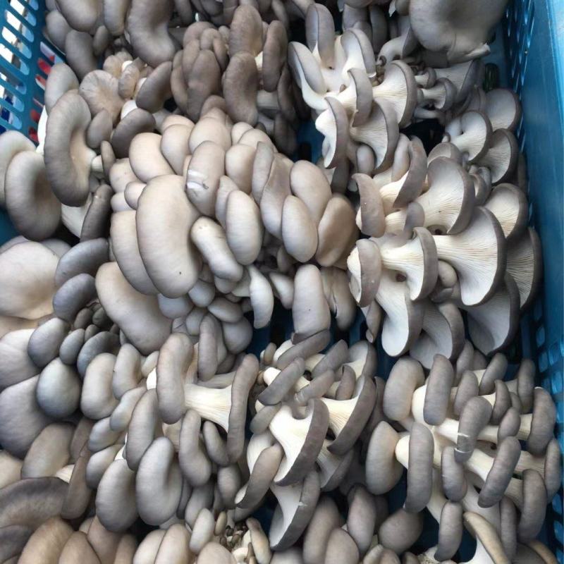 【精品】鲜平菇，大量供应，量大从优，各种规格齐全欢迎咨询
