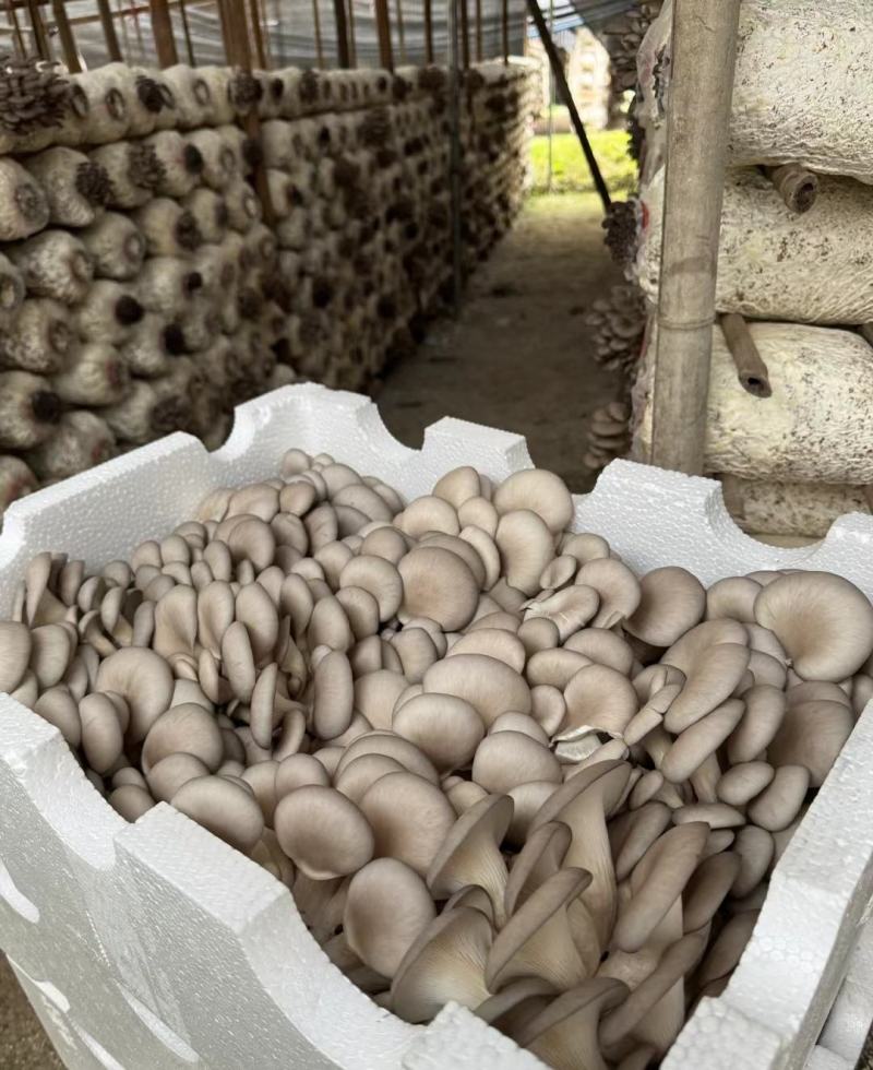 【精品】鲜平菇，大量供应，量大从优，各种规格齐全欢迎咨询
