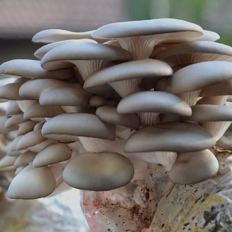 山东基地直发鲜平菇，货源充足，支持视频实地验货，量大从优