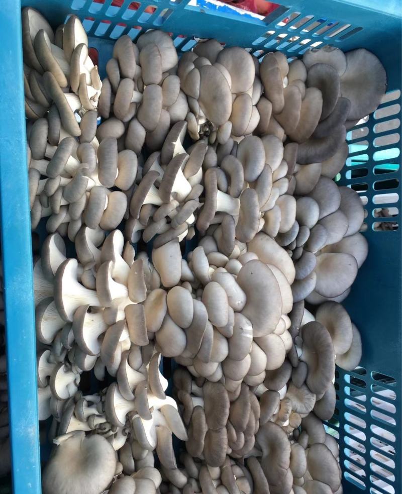 山东基地直发鲜平菇，货源充足，支持视频实地验货，量大从优