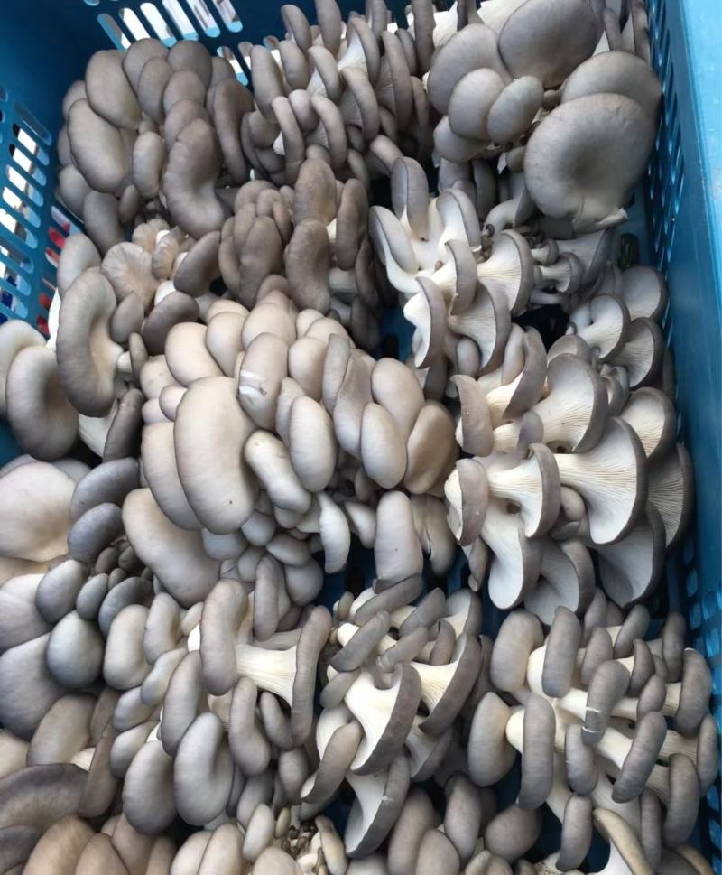 山东基地直发鲜平菇，货源充足，支持视频实地验货，量大从优