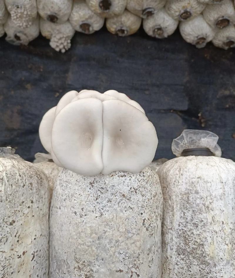 山东基地直发鲜平菇，货源充足，支持视频实地验货，量大从优