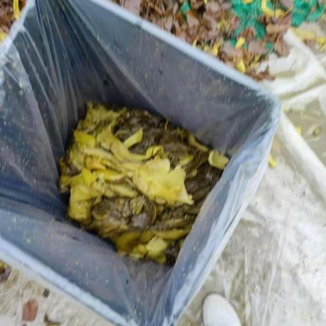 泡酱腌菜芥菜大量供应品质保障量大价优全国发货可视频看货