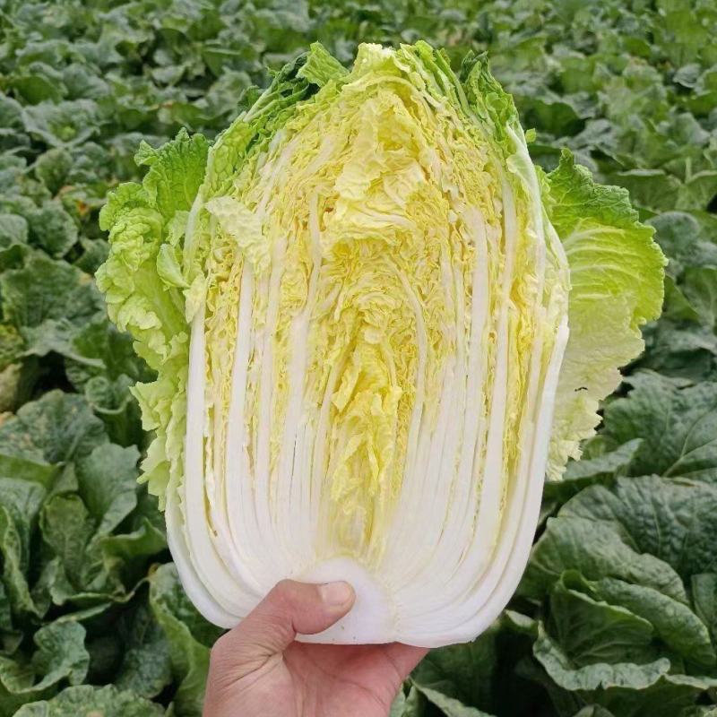 精选优质山东大白菜，黄心白菜，对接各大商超市场，量大从优