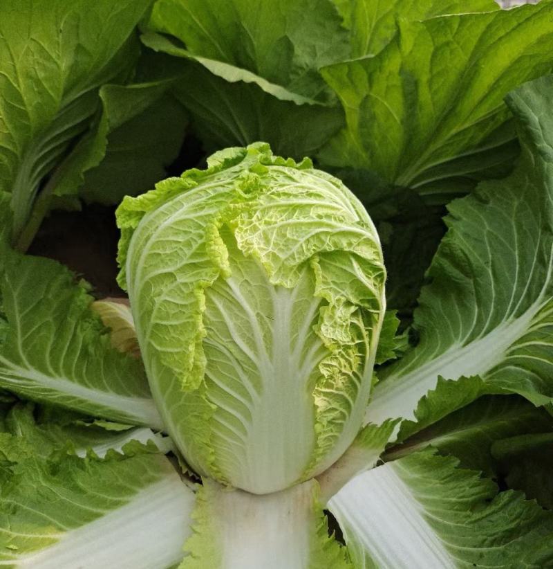 精选优质山东大白菜，黄心白菜，对接各大商超市场，量大从优