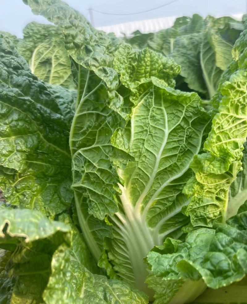 精选优质山东大白菜，黄心白菜，对接各大商超市场，量大从优