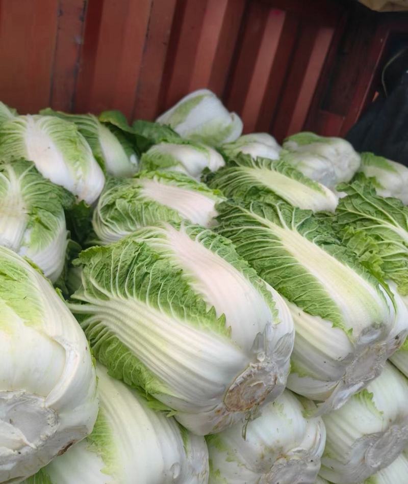 精选优质山东大白菜，黄心白菜，对接各大商超市场，量大从优