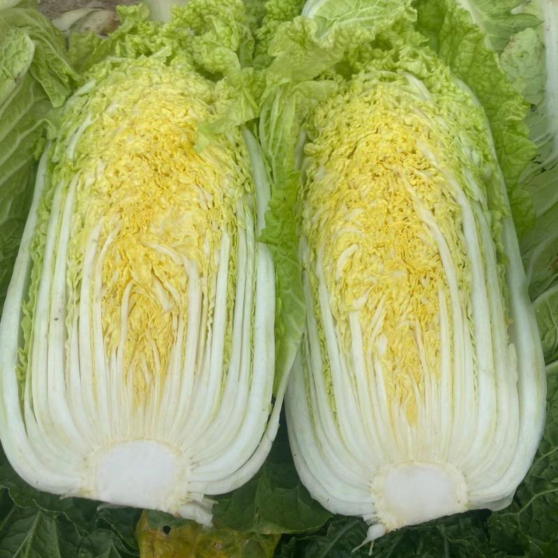山东大白菜黄心白菜大量供货，产地直发，量大从优，对接全国