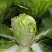 山东大白菜黄心白菜大量供货，产地直发，量大从优，对接全国