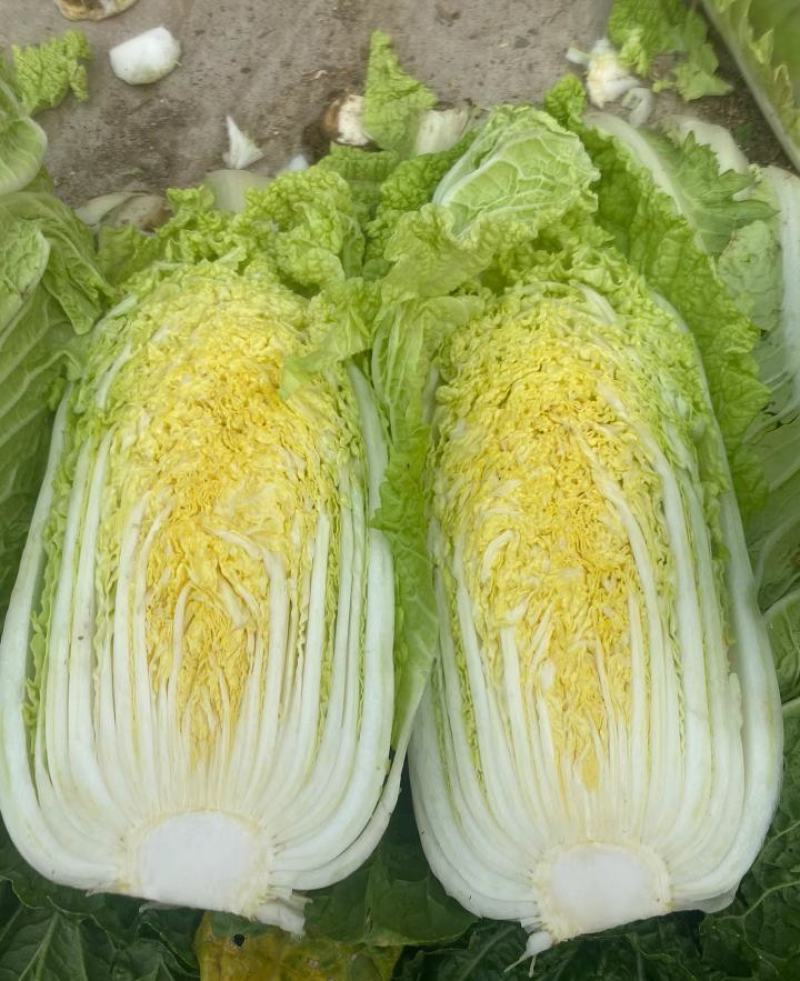 山东大白菜黄心白菜大量供货，产地直发，量大从优，对接全国