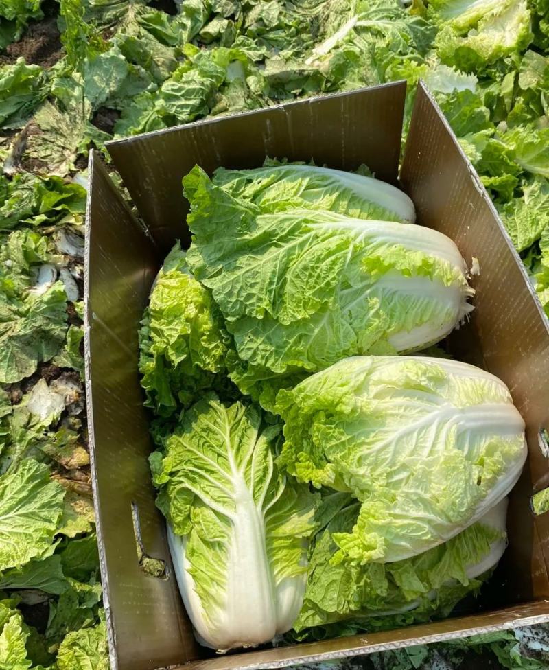 山东大白菜黄心白菜大量供货，产地直发，量大从优，对接全国