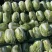 山东大白菜黄心白菜大量供货，产地直发，量大从优，对接全国