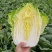 山东大白菜黄心白菜大量供货，产地直发，量大从优，对接全国