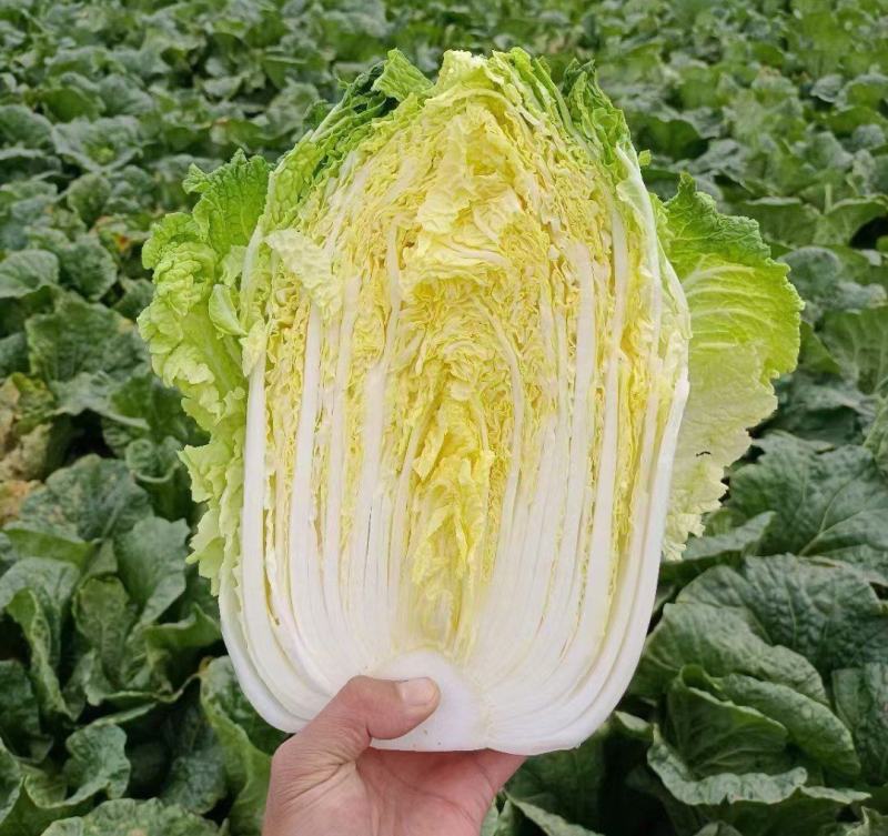 山东大白菜黄心白菜大量供货，产地直发，量大从优，对接全国