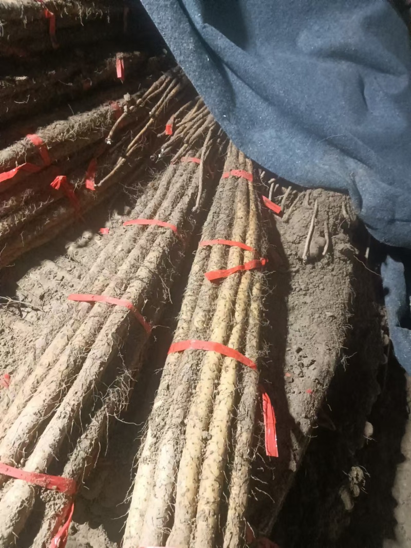山药万亩基地，质量杠杠的，品种，白玉，西施，铁棍，九斤黄