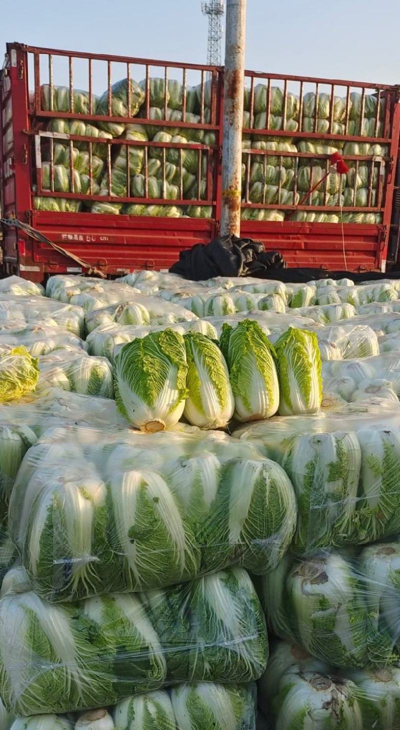 【推荐】黄心大白菜，山东产地直发对接电商商超各大市场货源