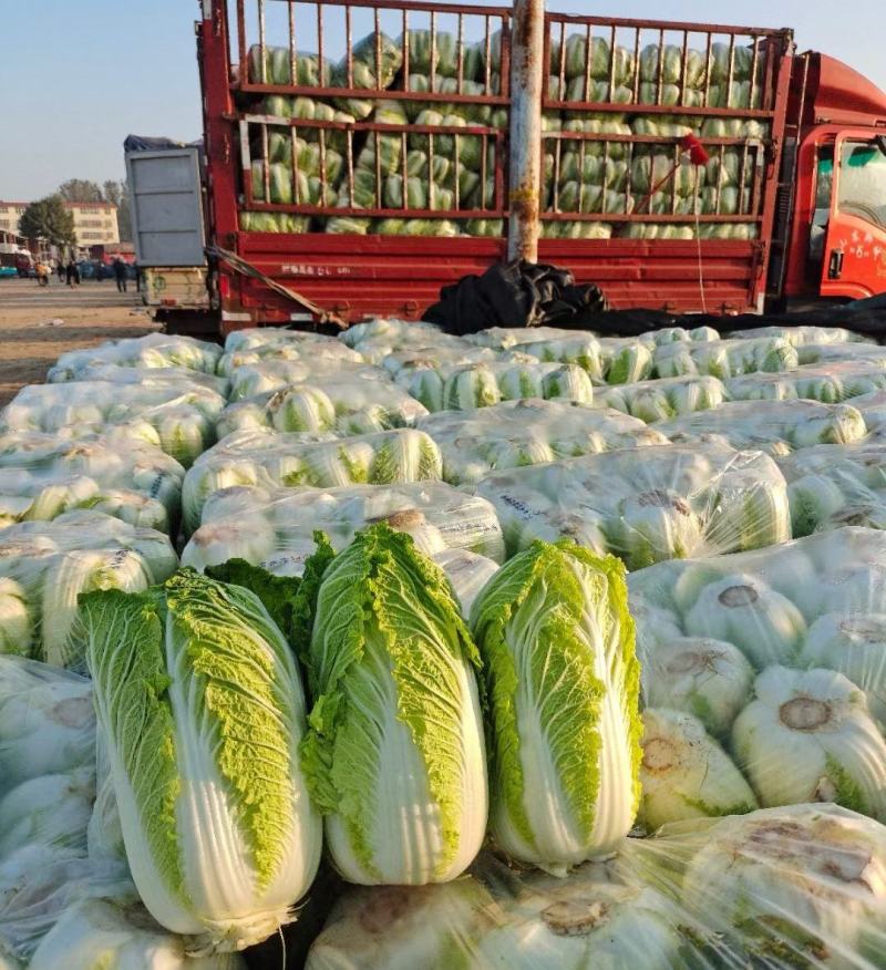 【推荐】黄心大白菜，山东产地直发对接电商商超各大市场货源