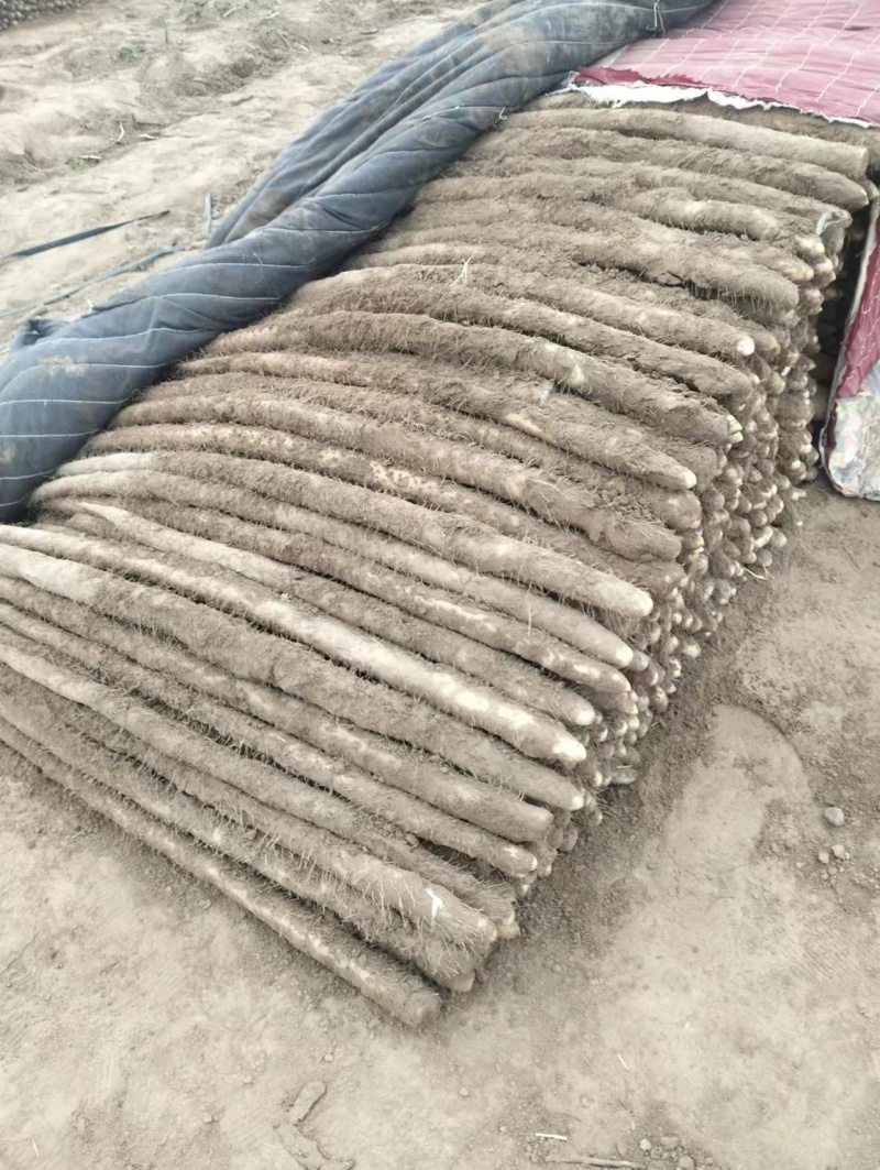 山药万亩基地，品种有，白玉，西施，九斤，铁棍，价格**，