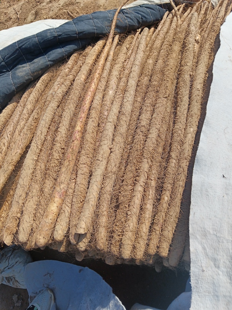 山药万亩基地，品种有，白玉，西施，九斤，铁棍，价格**，