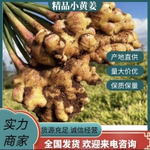 云南小黄姜生姜产地直供大量上市品质好价格低