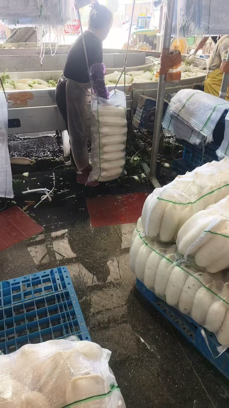 湖北白萝卜大量供货/产地直发量大价优/可对接市场商超电商