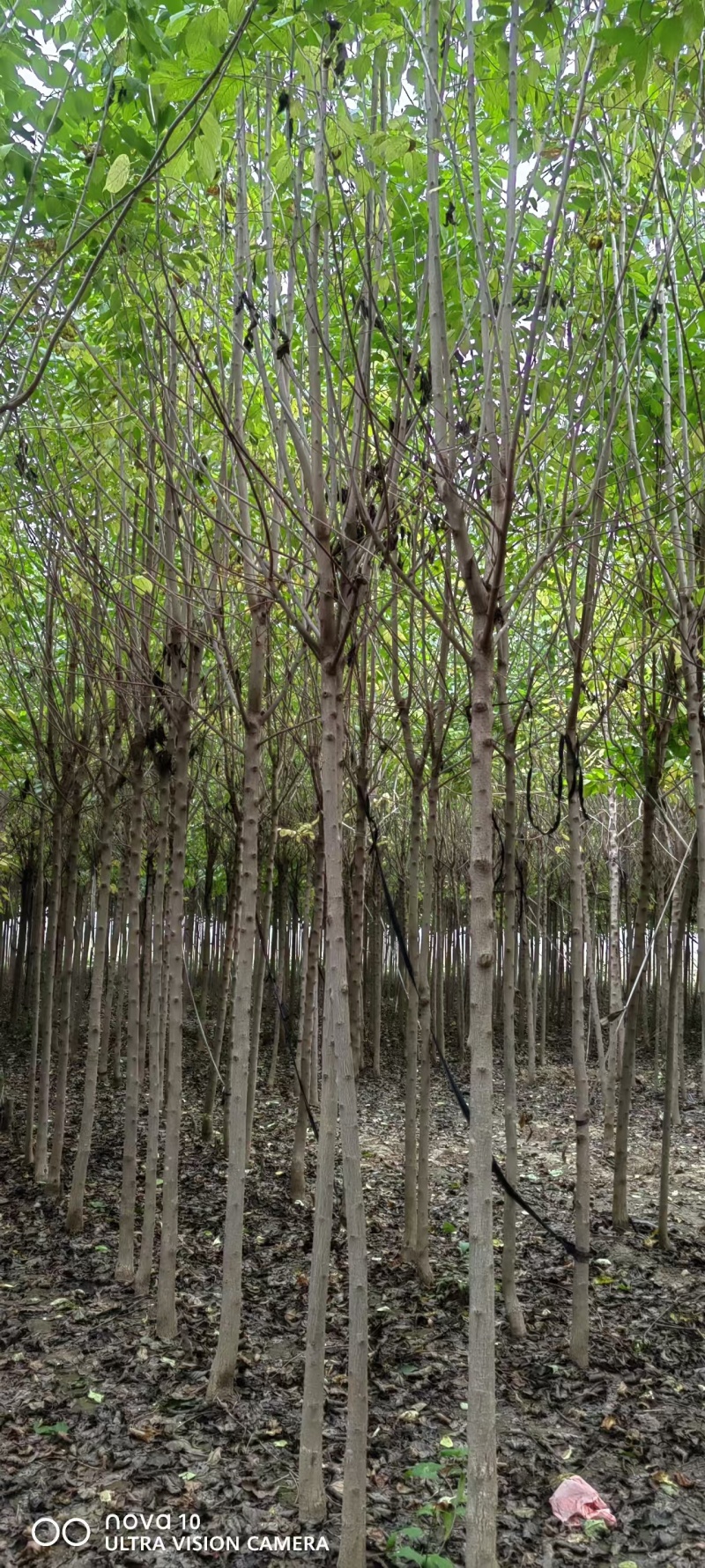 杜仲河北杜仲4-6公分平头杜仲精品杜仲批发100亩
