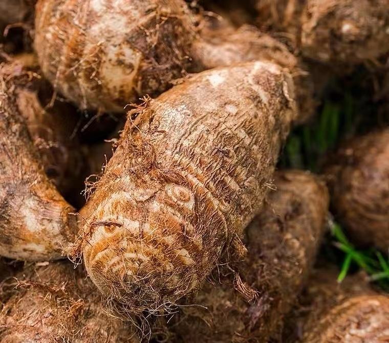 毛芋头花的特写镜头,展示其细腻的花瓣结构和绒毛质感 毛芋头花的特写镜头