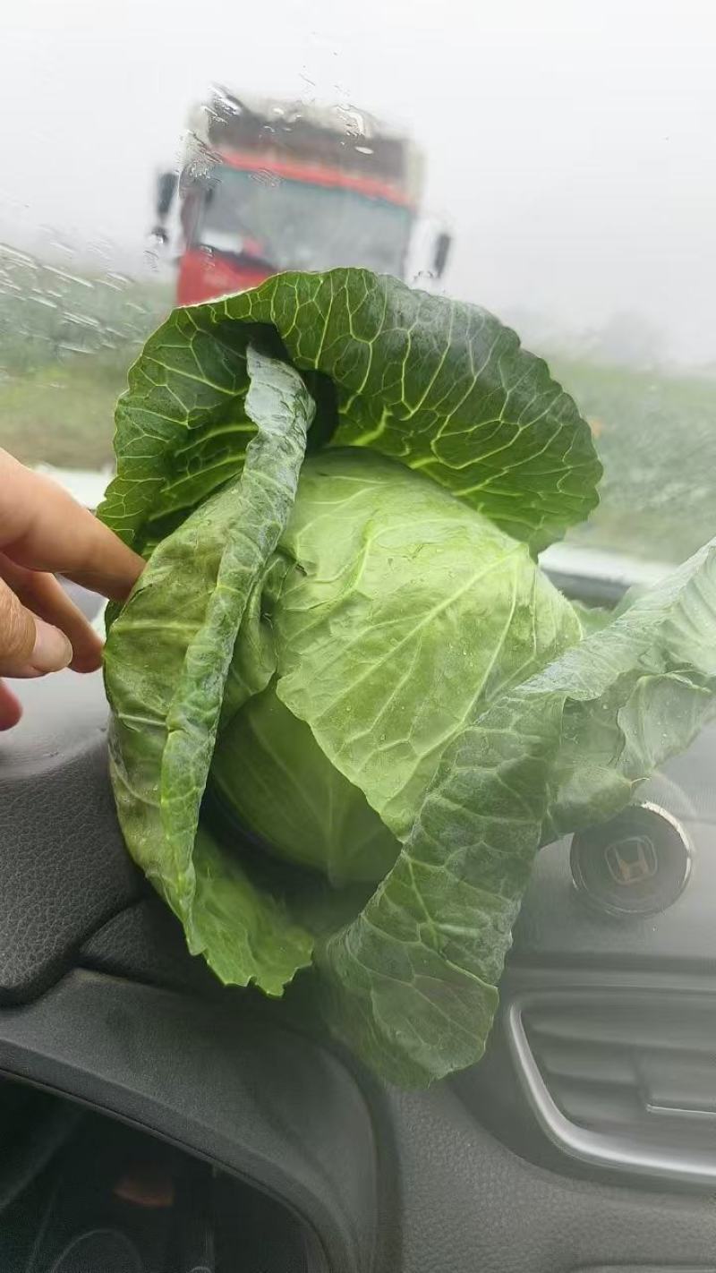 湖北奥奇娜甘蓝平包甘蓝基地直供保质保量/批发量大优惠