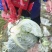 湖北奥奇娜甘蓝平包甘蓝基地直供保质保量/批发量大优惠